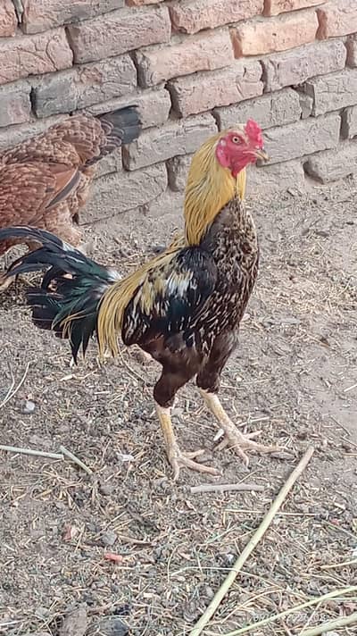 Aseel hens for sale