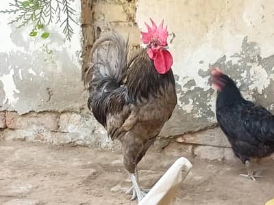 Australorp Trio for sale