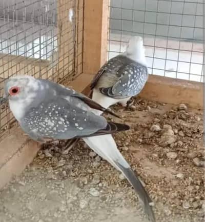 The Best breeding pais of Dove and Java are available for sale