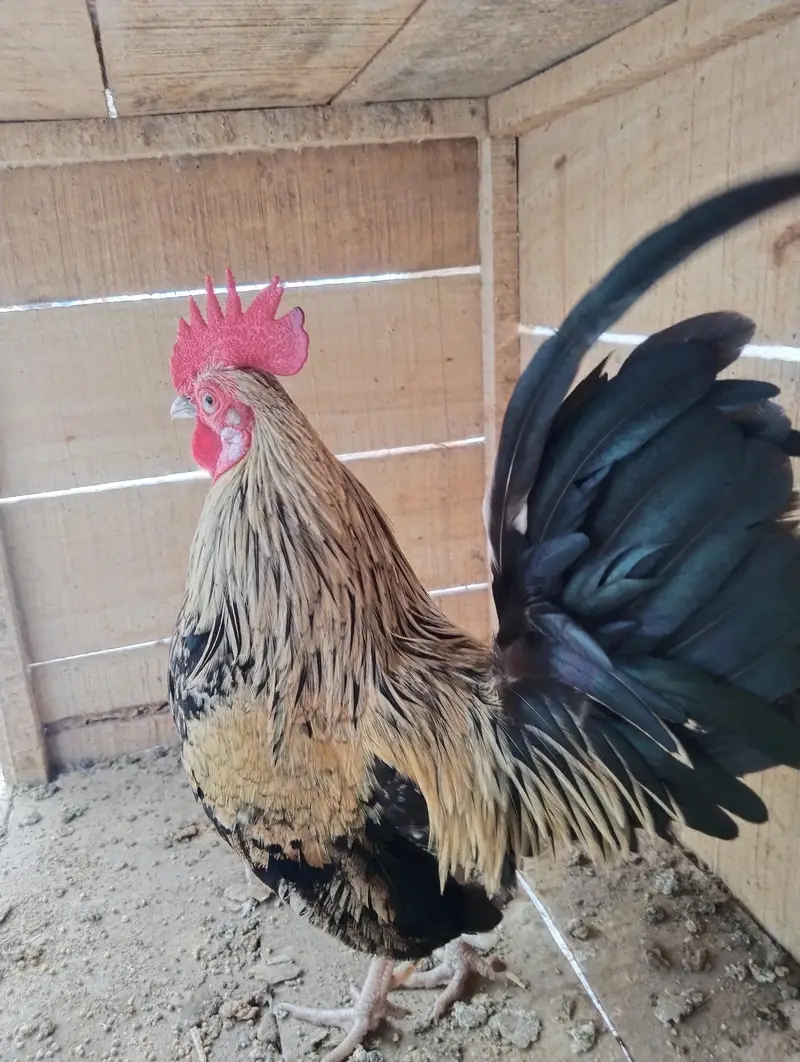 English game adult male — photo 2