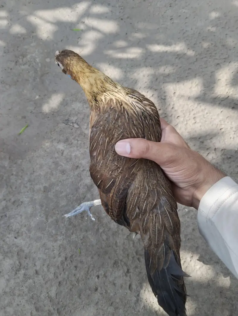 English game adult male — photo 3