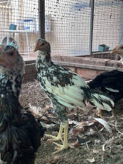 Aseel Chicks Home breed  03105116719