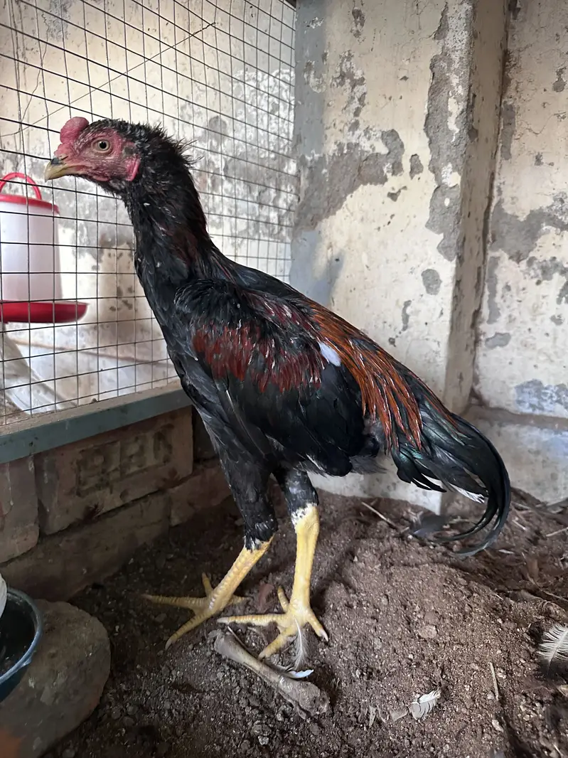 Aseel Chicks Home breed  03105116719 — photo 2