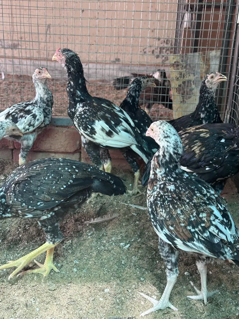 Aseel Chicks Home breed  03105116719 — photo 7