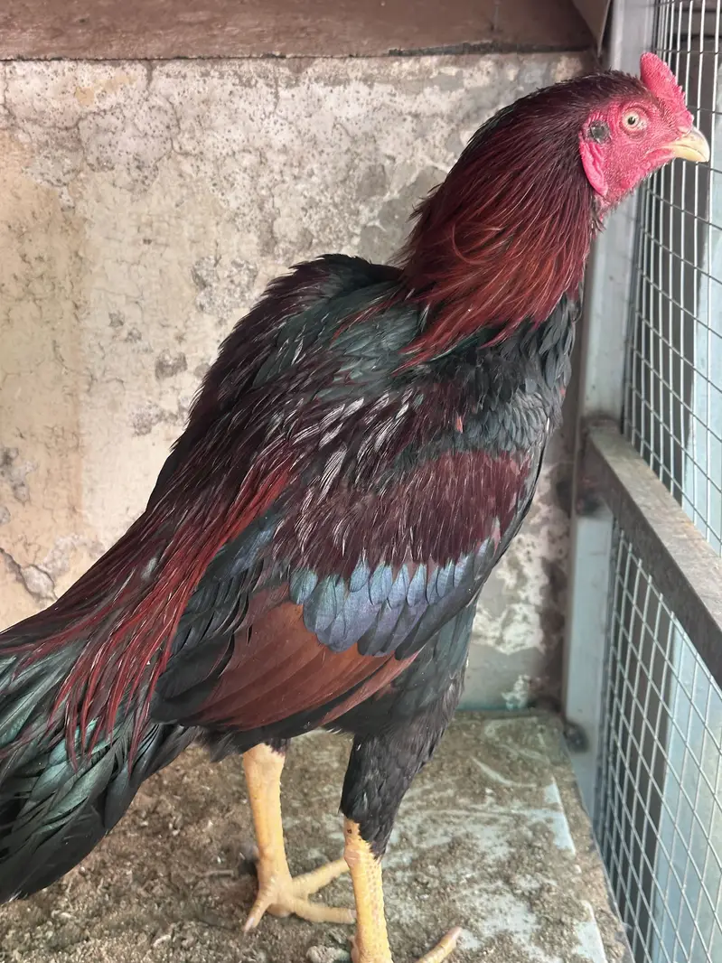 Aseel Chicks Home breed  03105116719 — photo 8
