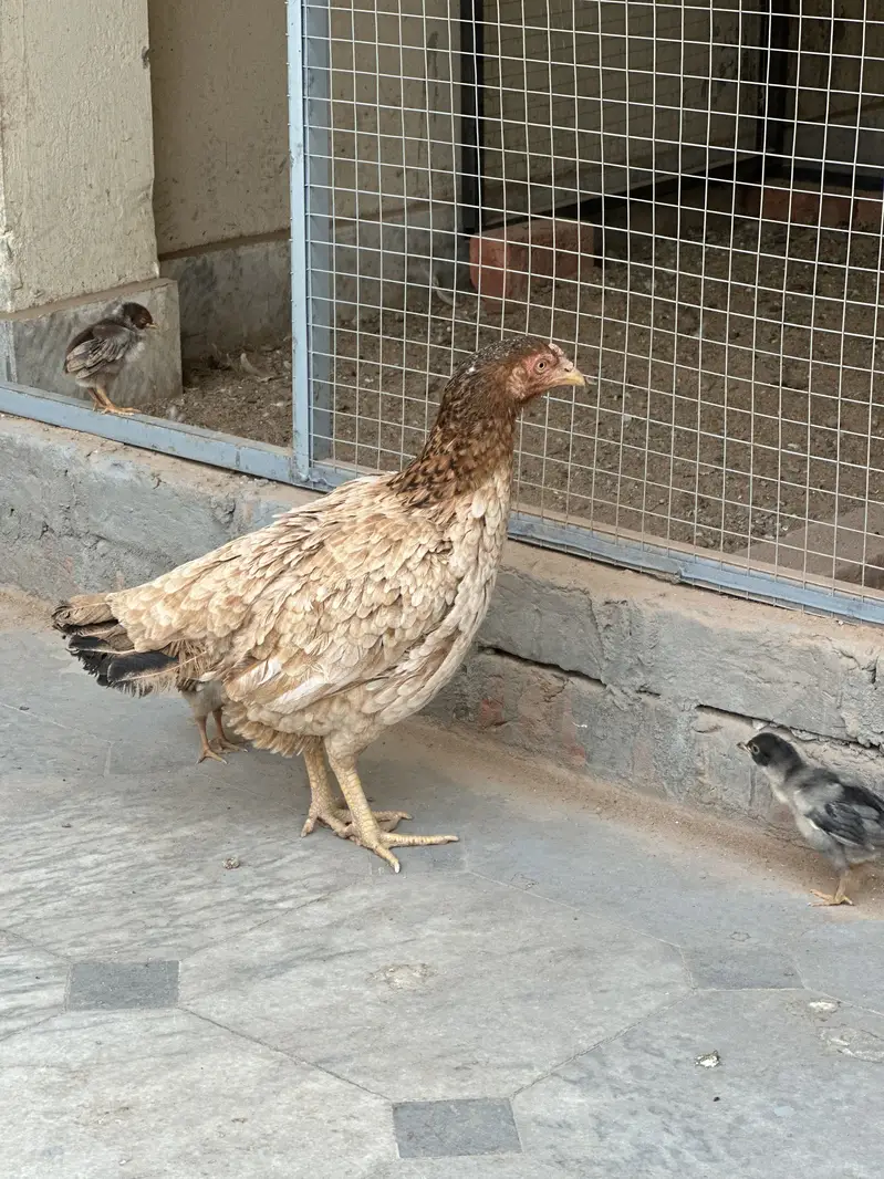 Aseel Chicks Home breed  03105116719 — photo 9