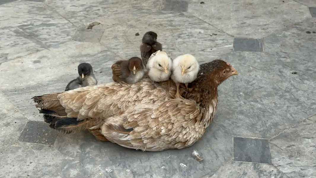 Aseel Chicks Home breed  03105116719 — photo 10