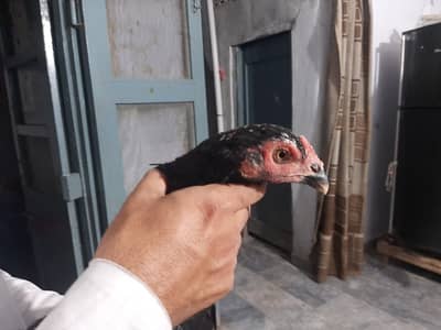 High quality Aseel hen