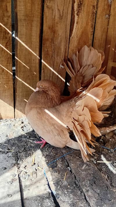 yellow laky barider pair for sale