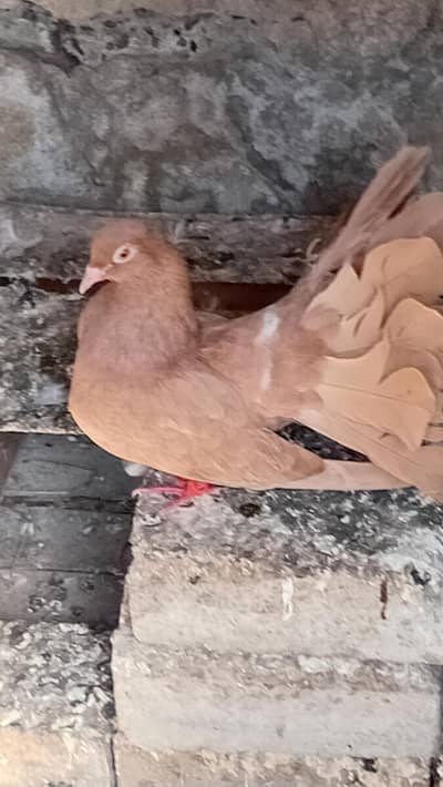 yellow laky barider female