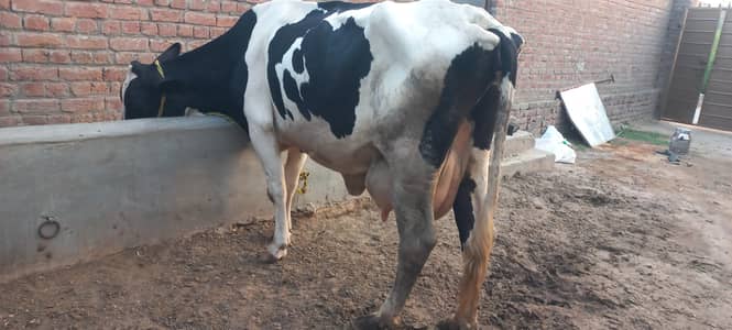 تیسرا سوا ہے بچہ ساتھ نہیں 16کلو دودھ ہے