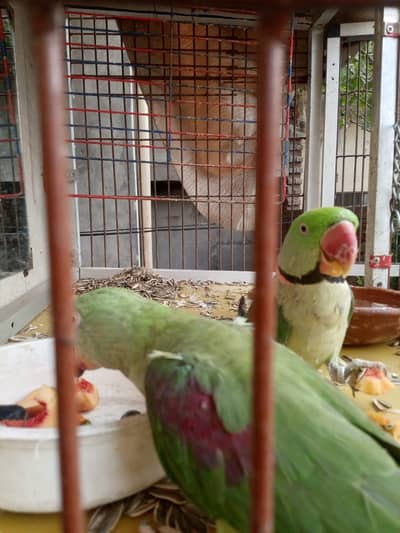 raw parrots