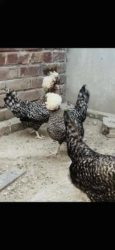 Coco Polish And Black Polish Mix Chick