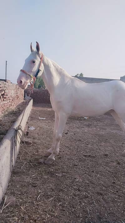 white nukra full white