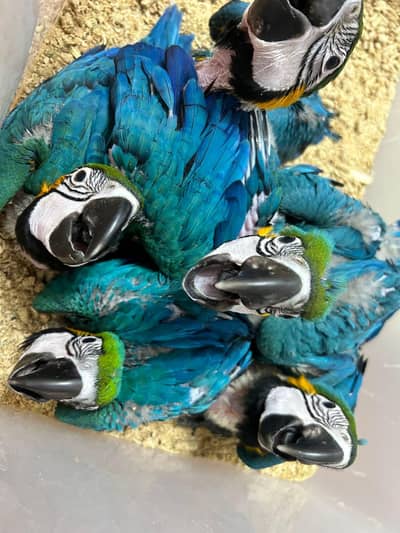 blue Macau parrot chicks for sale very 0335/4887/932