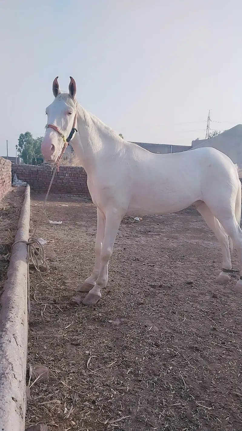 white nukra full white — photo 2