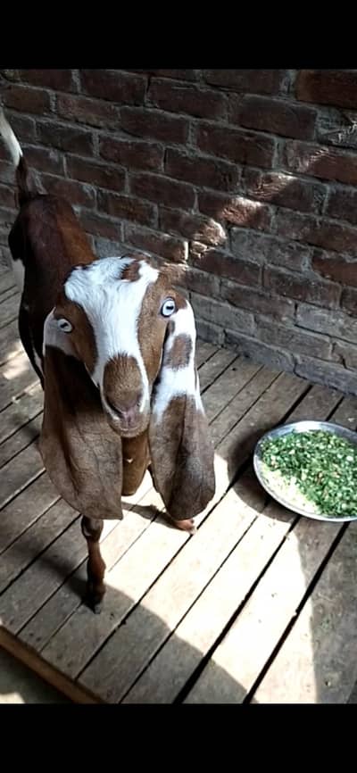 dasi bakri path 03098289032