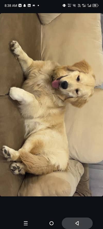 golden retriever female
