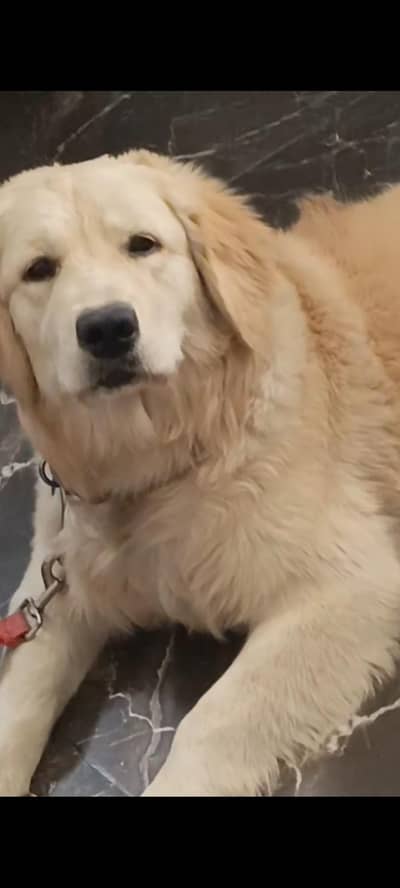 Golden retriever PAIR | golden retriever Male / Female | dog for sal