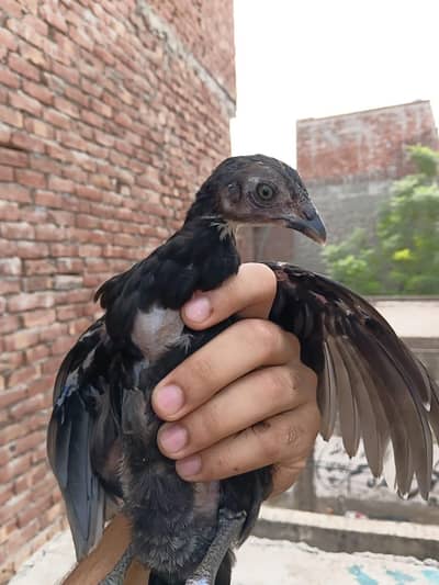 Aseel Chicks/with hen/pure aseel/aseel chuza or madi