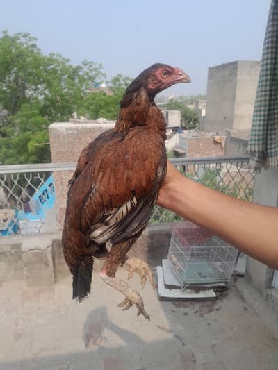Aseel Madi for sale