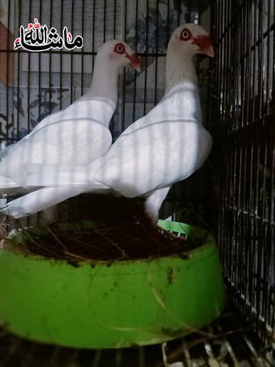 Paper white Danish 100%Breeder Pair For Sale imported blood line hai.