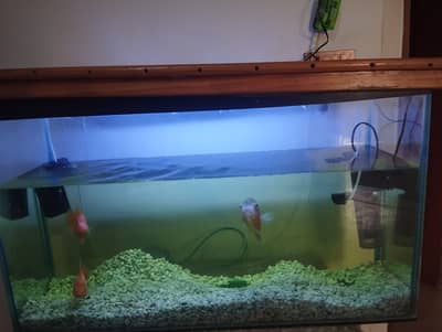 Aquarium for sale