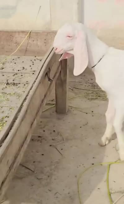 Pure Rajanpuri male for sale