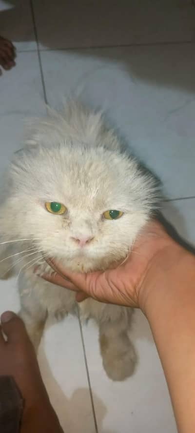 cat 