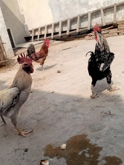 Murga aur murgiyan healthy aur active