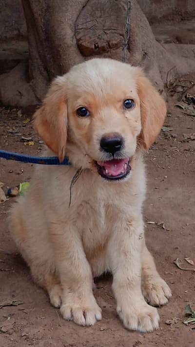 Age 3 months