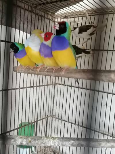 Lady Gouldian Finch