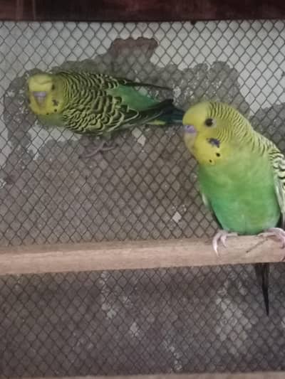 astila. birds 2 pair for sale