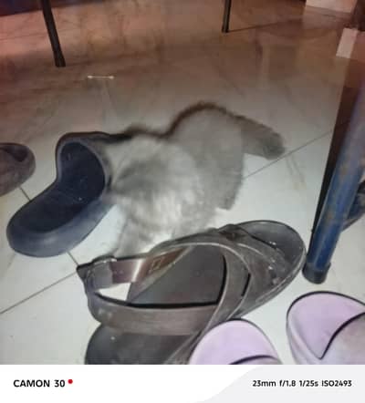 prcian cat