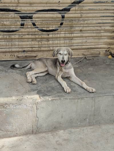 dog for sell urgent