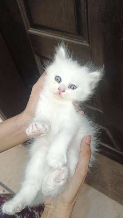 cute kittens available for sale