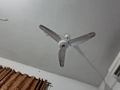 royal fan
