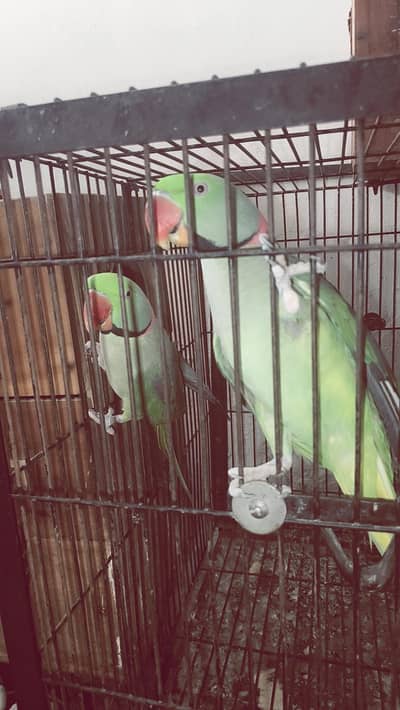 two male kashmiri parrots for sale