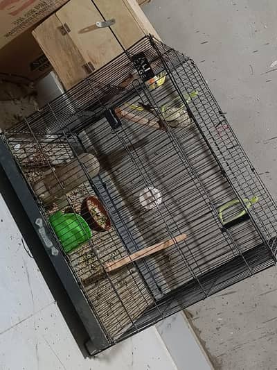 Cockatiel Breeding Setup