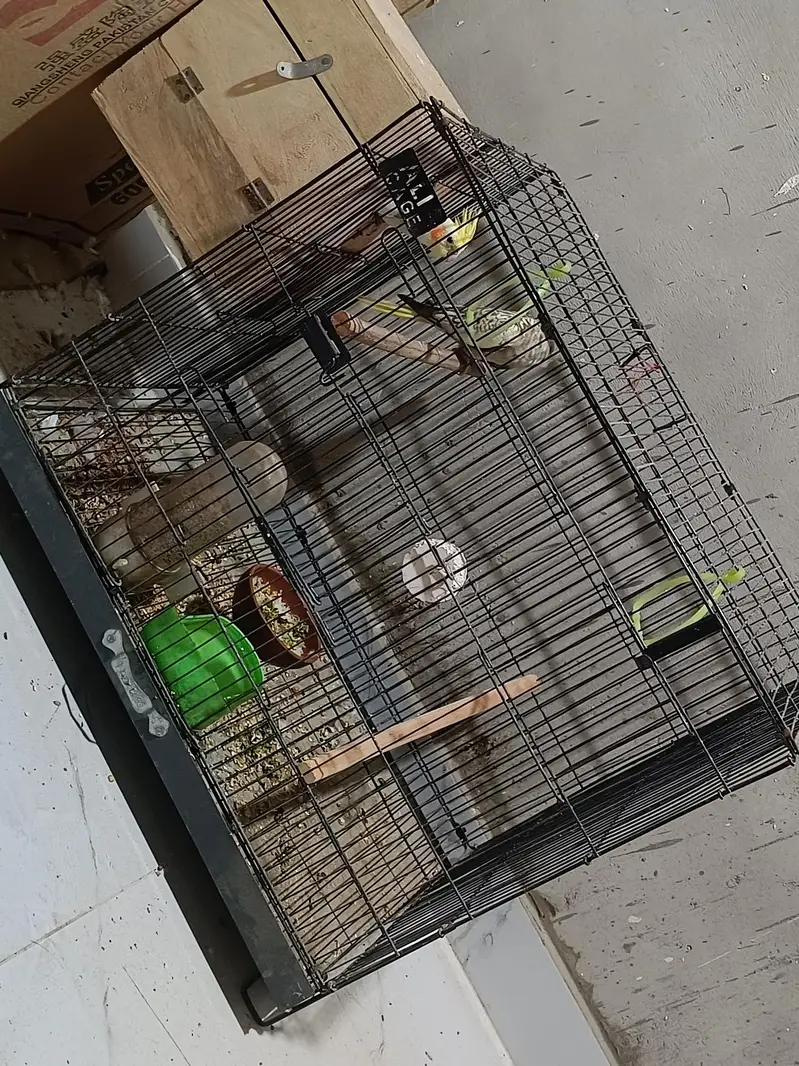 Cockatiel Breeding Setup
