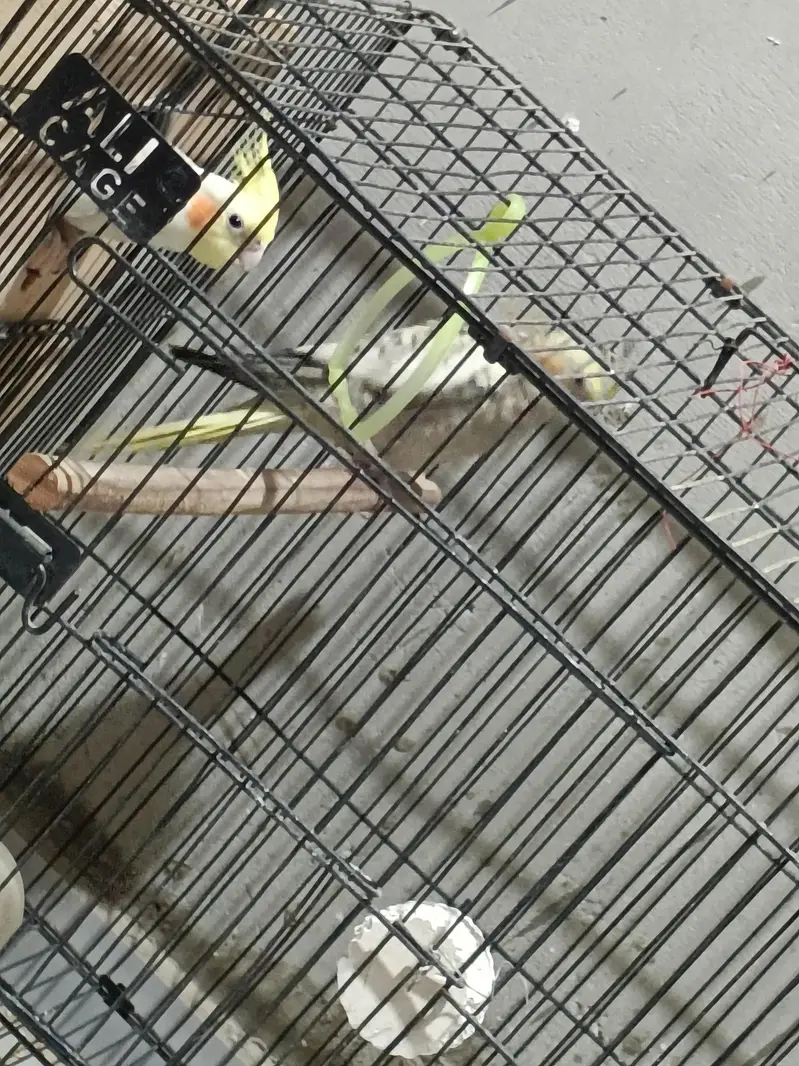 Cockatiel Breeding Setup — photo 2