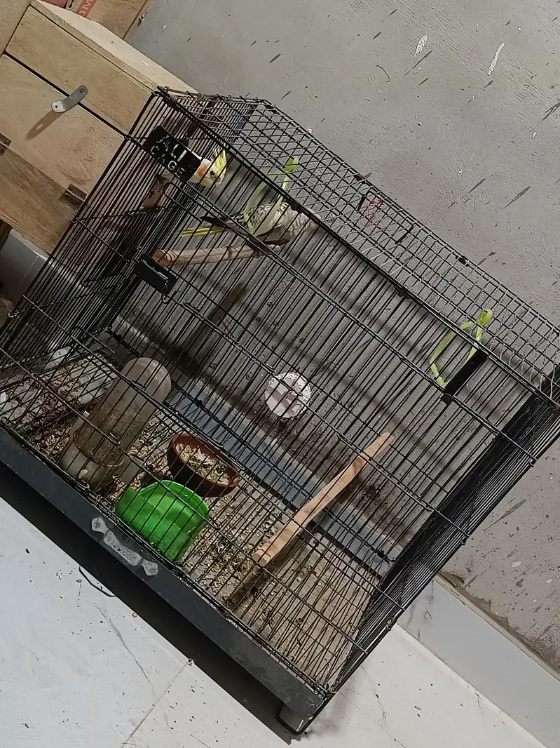Cockatiel Breeding Setup — photo 3