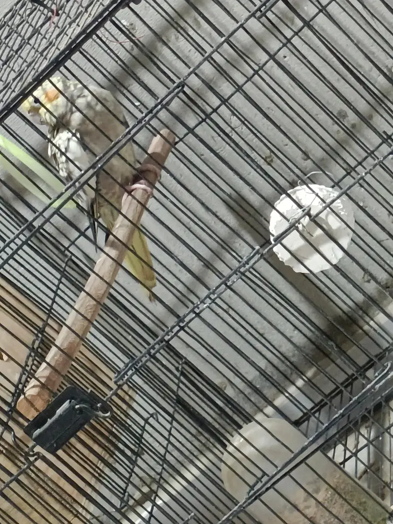 Cockatiel Breeding Setup — photo 4