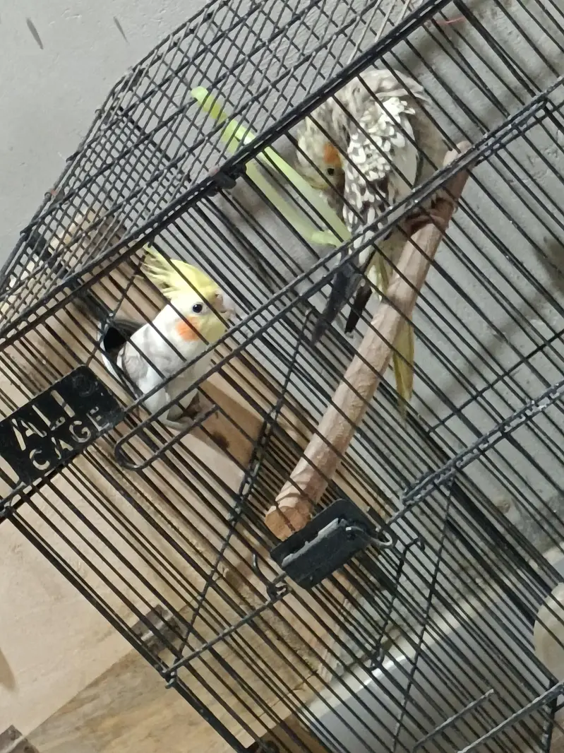 Cockatiel Breeding Setup — photo 5