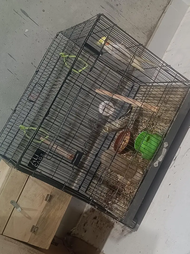 Cockatiel Breeding Setup — photo 6