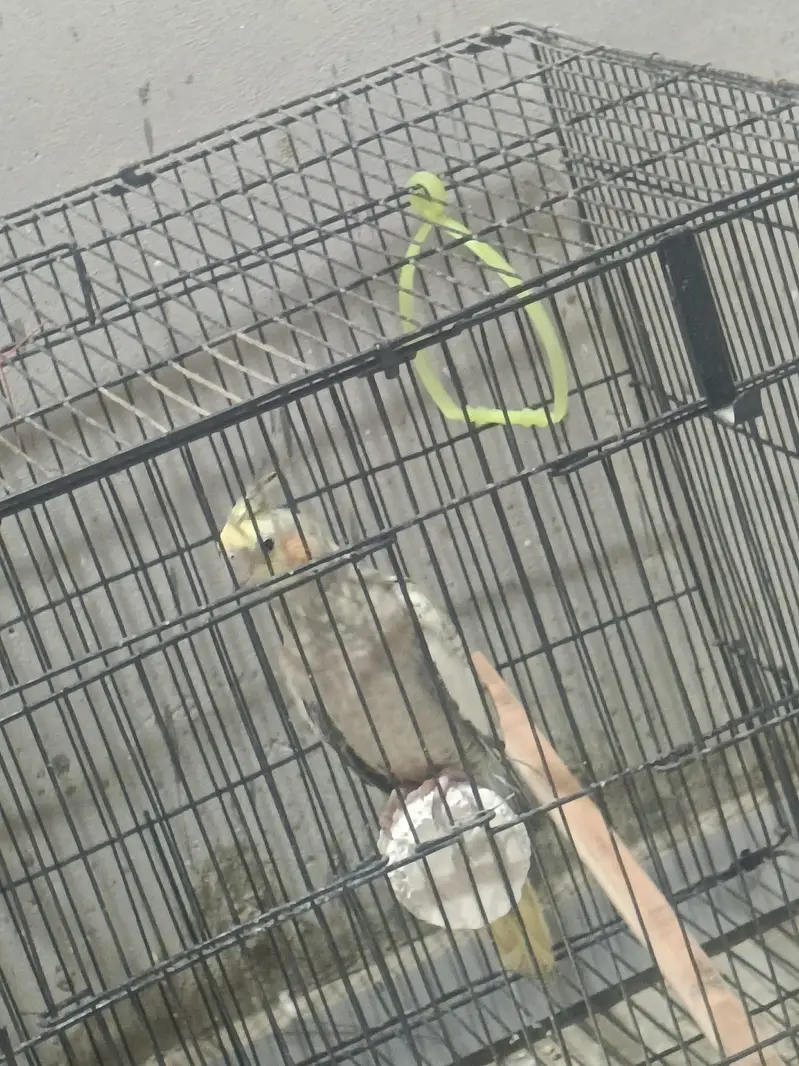 Cockatiel Breeding Setup — photo 7