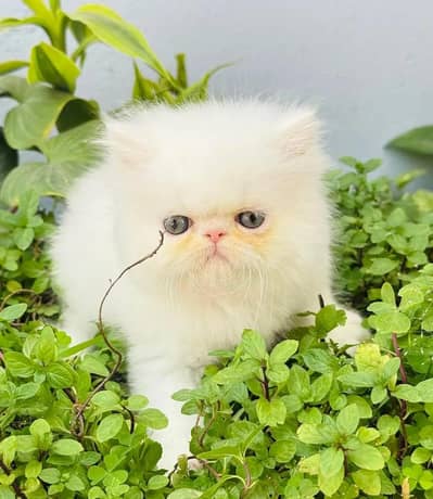 persian pure punch facekitten