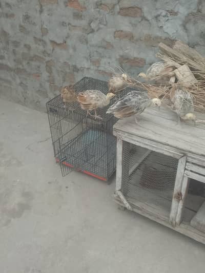 7 peacock chicks blue and black shoulder for sell