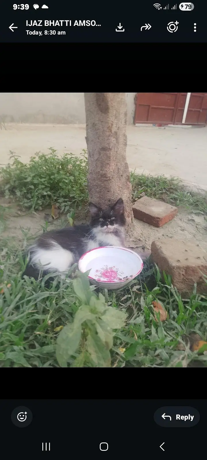 cat for sale in okara 03057213630
