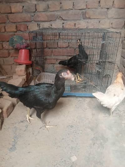 all okay halide and Activ 03024970447